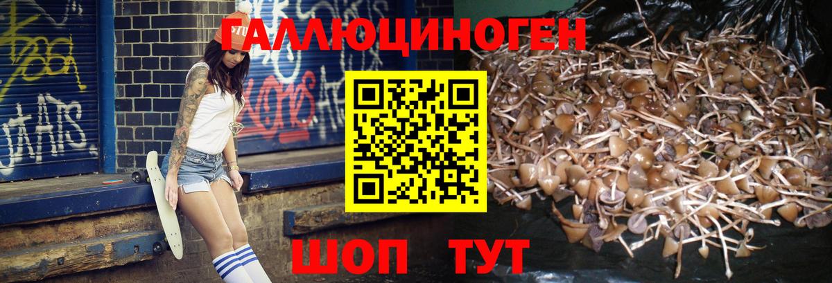 Галлюциногенные грибы Psilocybine cubensis Коммунар